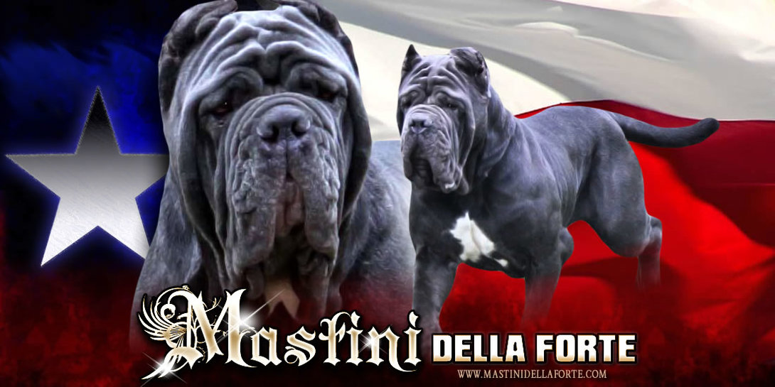 top neapolitan mastiff breeders